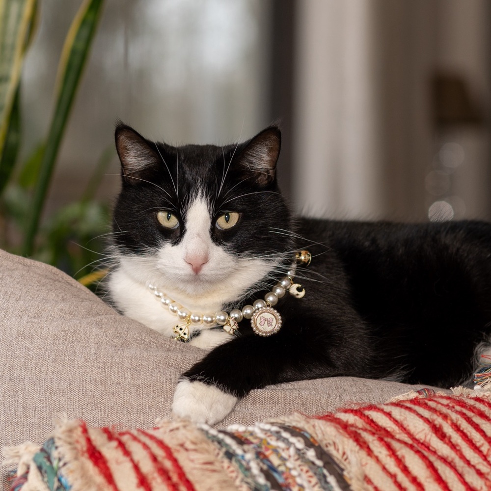 Pet Jewelry-Pearl Necklace
